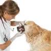 Mittel gegen Zahnstein bei Hunden