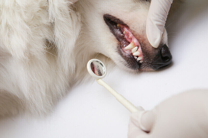 Mittel gegen Zahnstein bei Hunden 