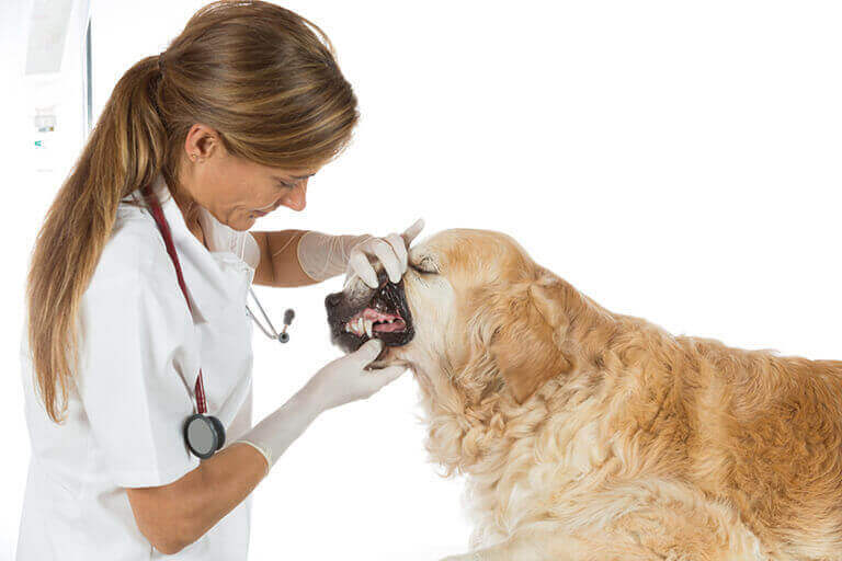 Mittel gegen Zahnstein bei Hunden