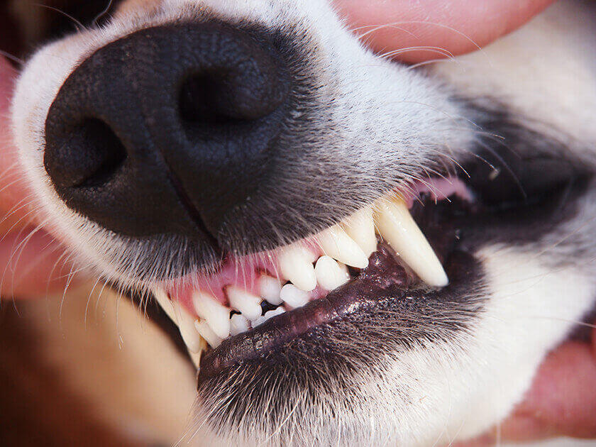 Zahnstein beim Hund natürlich entfernen 