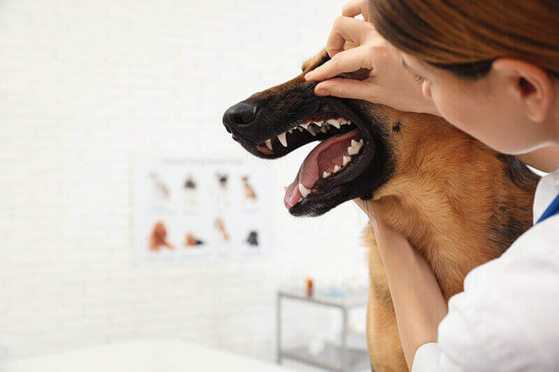 beste zahnpflege für hunde