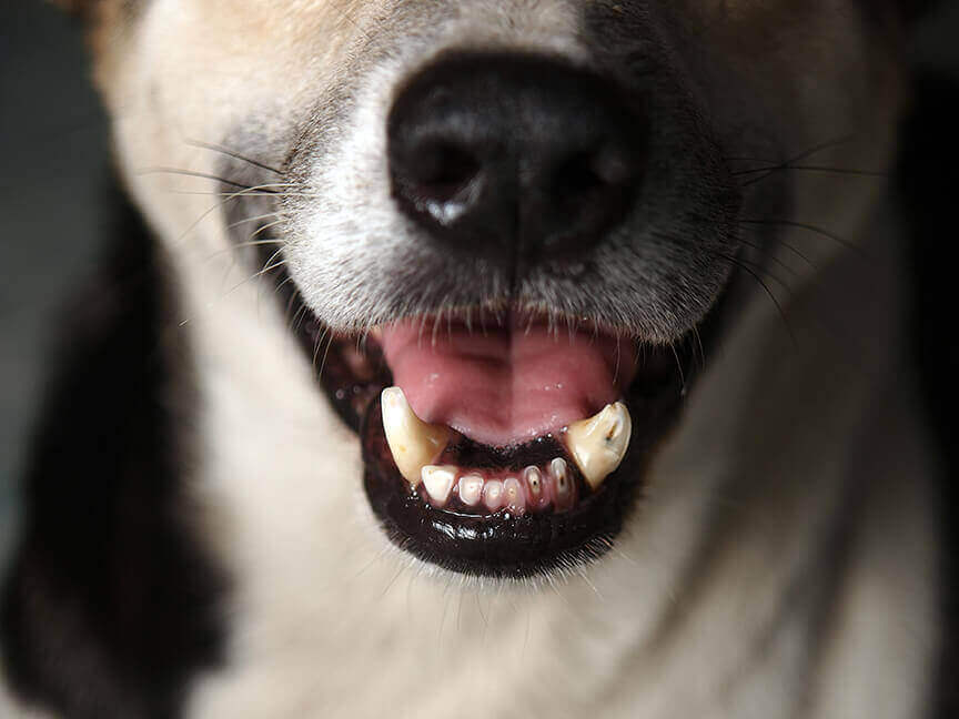 Entzündetes Zahnfleisch Hund