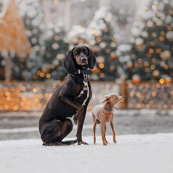 weihnachtskalender für hunde