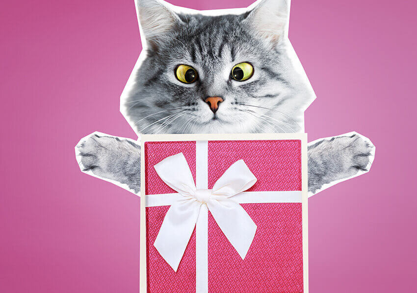 Christmas presents for cats