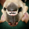 Zahnbelag Hund