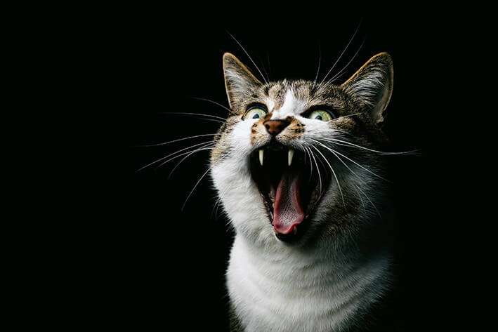 Chronische Zahnfleischentzündung Katze