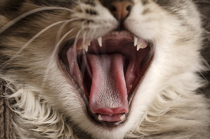 Katze Zähne putzen