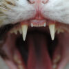 Katze Zahnstein vorbeugen
