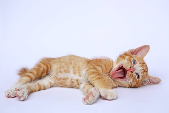 Zahnwechsel Katze