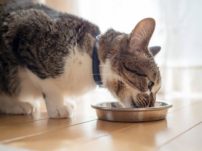 Katze abgemagert trotz fressen