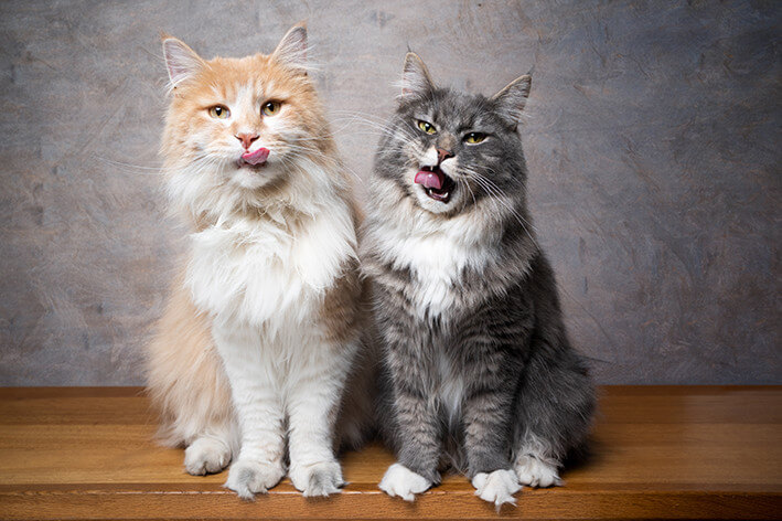 Katzen Zahnpflege Snack