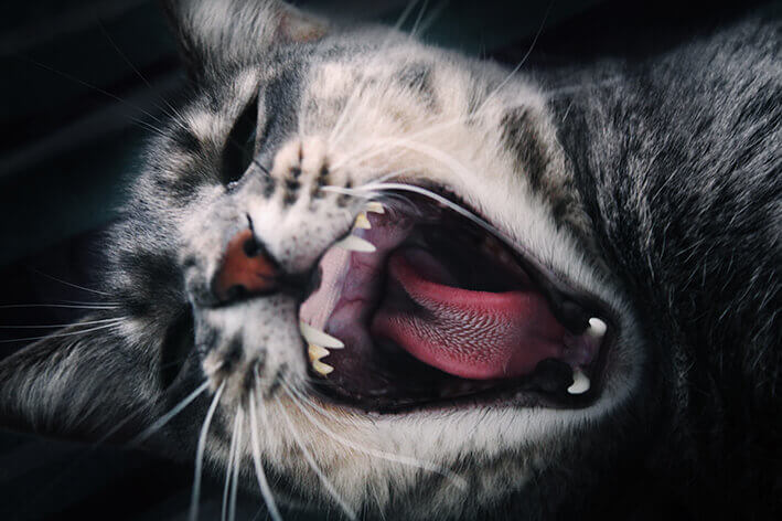 Zahn OP Katze