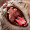 Zahnfleisch Katze