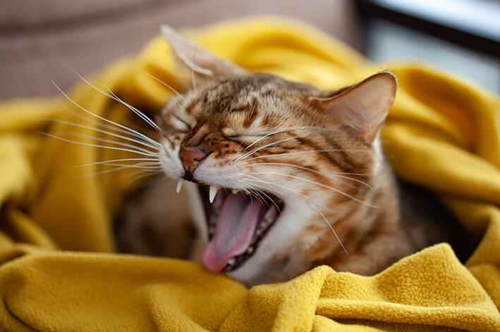 Zahnfleischentzündung Katze Hausmittel
