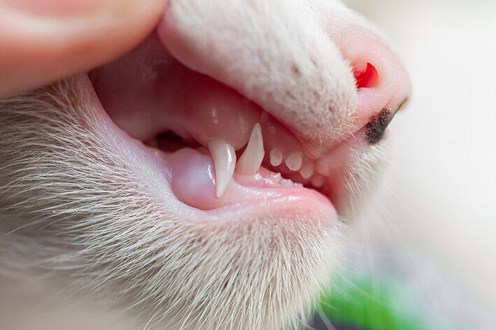 Zahnschmerzen Katze