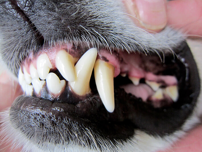 Hunde Zähne putzen