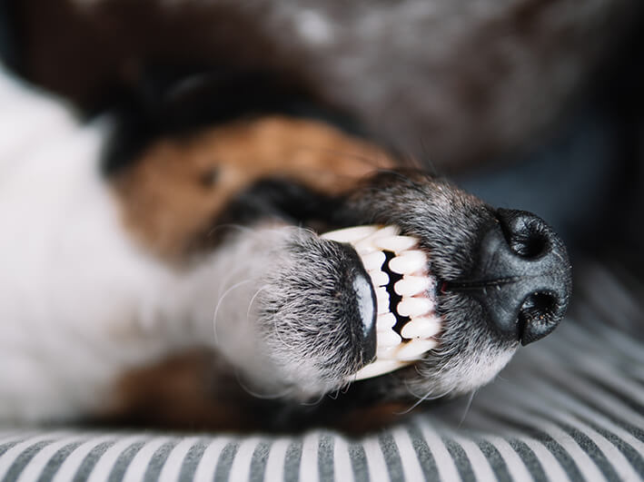Kaustangen Hund Zahnpflege