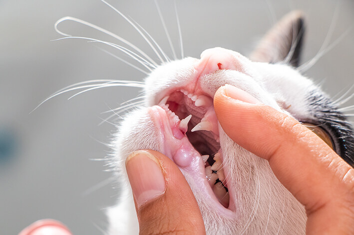 Dental Snacks für Katzen