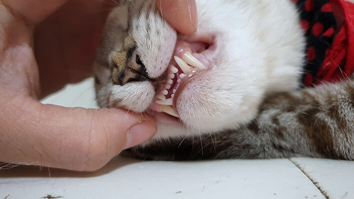 Katzen Zahnpflege Spielzeug