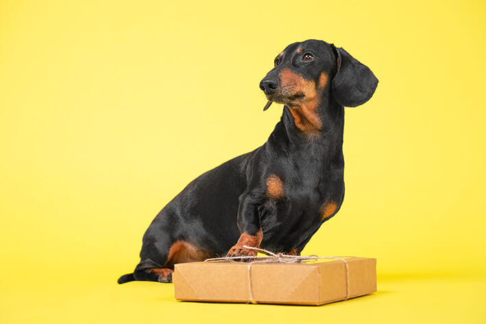 Leckerli Box für Hunde