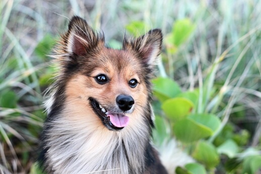 Dog food for dogs with kidney disease