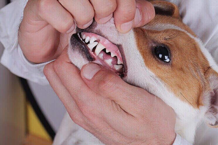 Entzündetes Zahnfleisch Hund