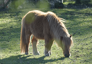 Ein braunes Shetlandpony grast auf einer sonnigen grünen Wiese.
