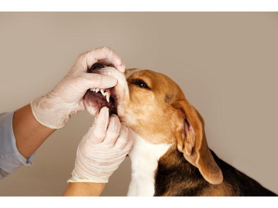 Tierarzt untersucht einen Hund mit Mundgeruch und kontrolliert Zähne und Zahnfleisch