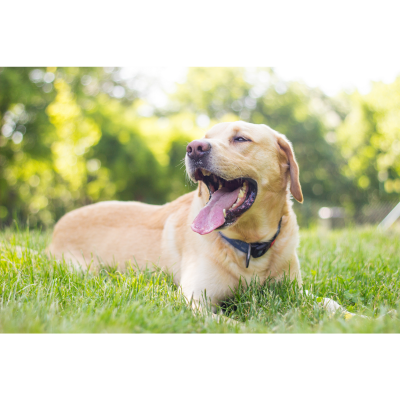 Grafik „Mundgeruch beim Hund – was der Geruch verrät“ mit Informationen zu möglichen Ursachen von schlechtem Atem.
