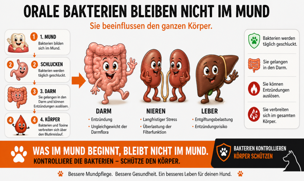 Mundbakterien beim Hund gelangen über Blutbahn und Darm zu Nieren, Leber und anderen Organen und können Entzündungen auslösen