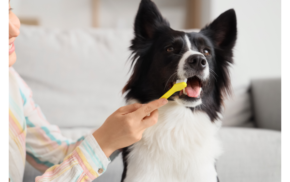 Zähneputzen beim Hund zu Hause zur Vorbeugung von Zahnstein