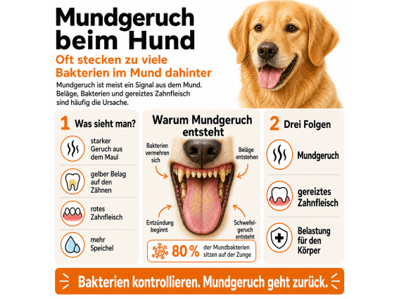 Mundgeruch beim Hund entsteht oft durch Bakterien, Beläge und gereiztes Zahnfleisch
