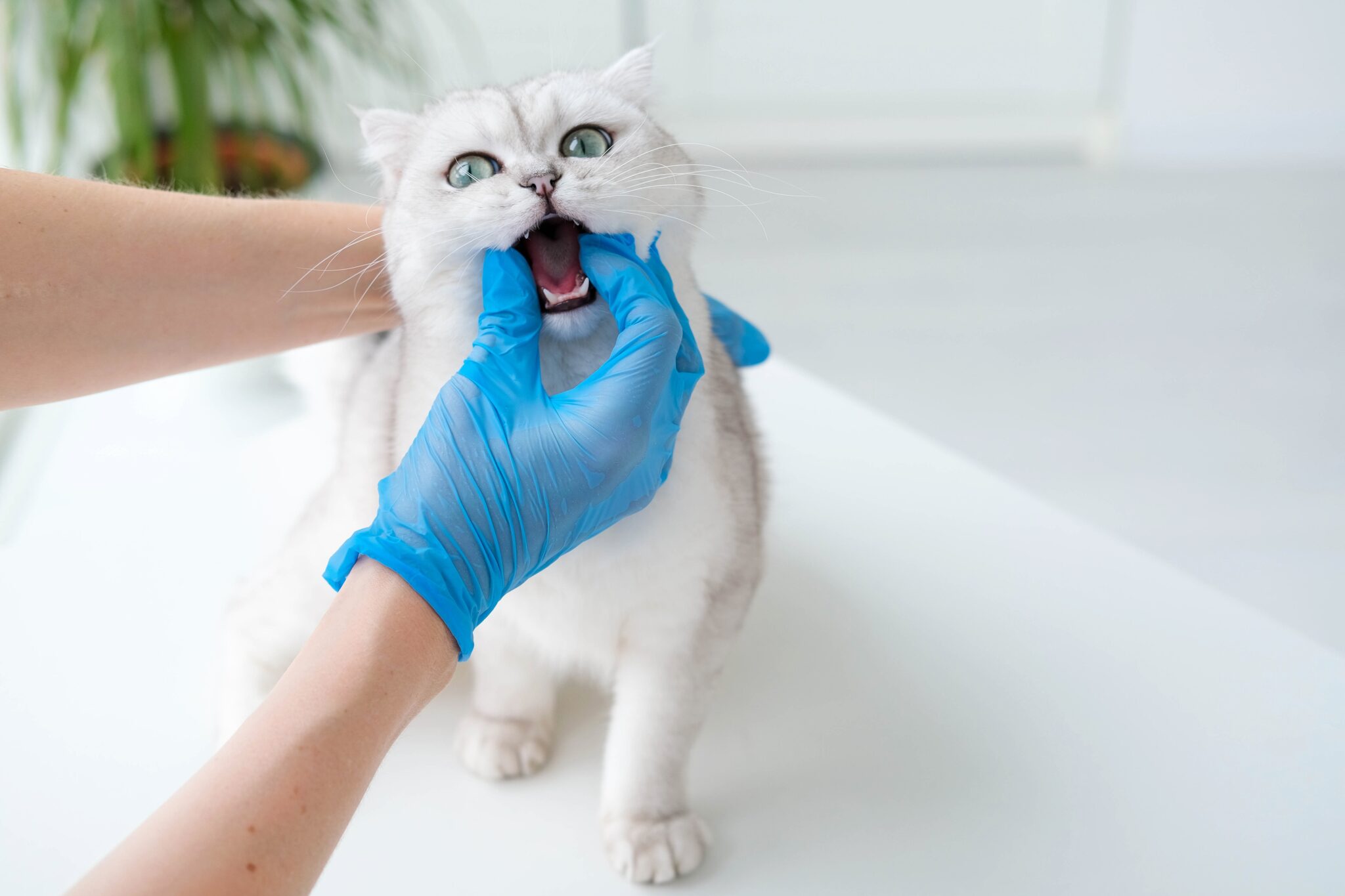 Tierarzt untersucht das Zahnfleisch und die Zähne einer Katze zur Abklärung von Entzündung, Mundgeruch und möglicher Nierenbelastung