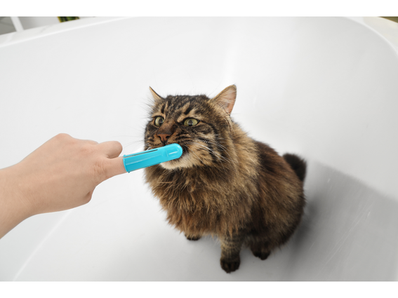 Katze bekommt zu Hause eine stressfreie Zahnpflege-Routine zur Kontrolle von Mundbakterien und entzündetem Zahnfleisch