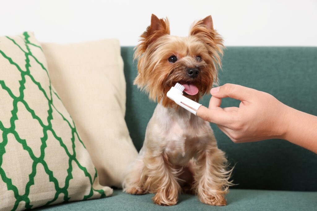 Kleiner Hund nutzt eine Schleckmatte als stressfreie Zahnpflege zur täglichen Kontrolle von Mundbakterien