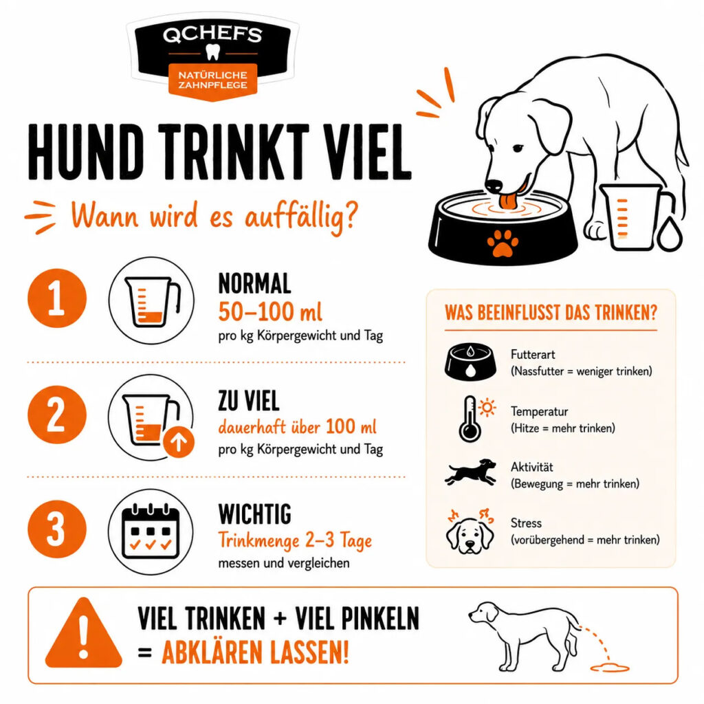 Infografik zur Trinkmenge beim Hund mit Normalwert 50 bis 100 ml pro kg Körpergewicht, Warnzeichen bei dauerhaft über 100 ml und Hinweis auf Tierarzt bei viel Trinken und viel Pinkeln.