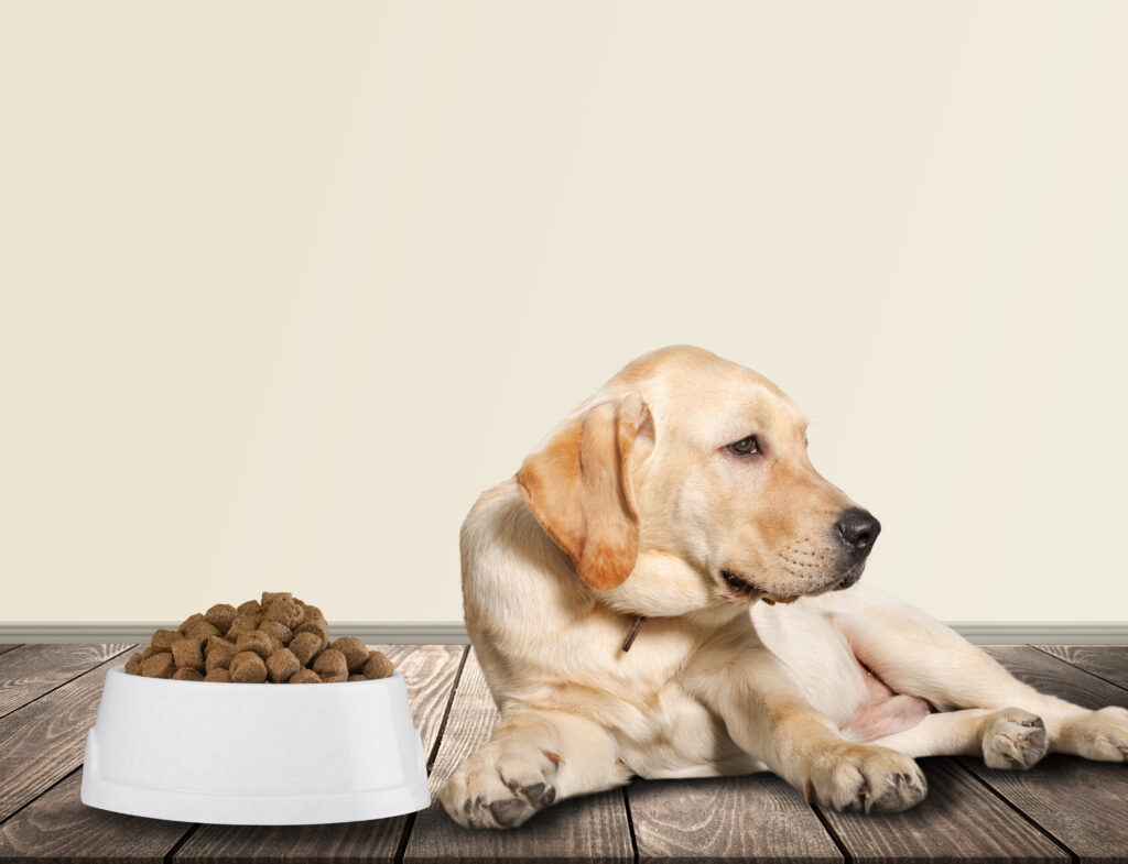 Hund liegt mit Unwohlsein neben seinem Futternapf als mögliches Zeichen für Magen-Darm-Probleme