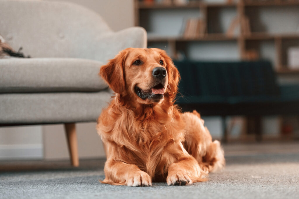 Hund schleckt natürliche Peptid-Zahnpflege von einer Schleckmatte zur täglichen Zahnreinigung ohne Bürste