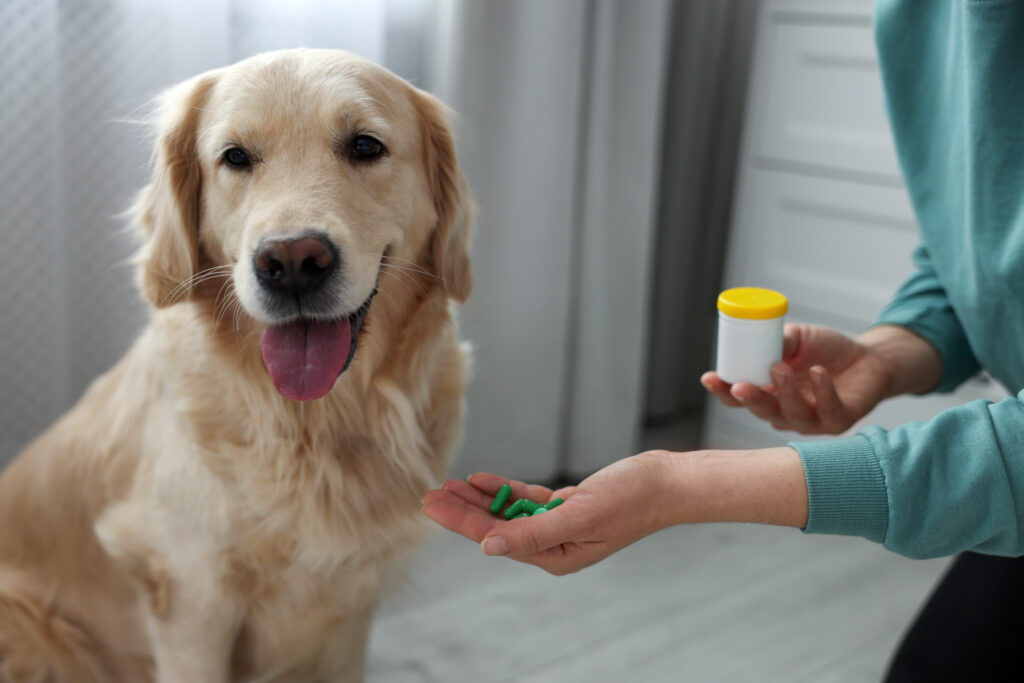 Älterer Hund neben dem Futternapf bei der Gabe eines Phosphatbinders gegen erhöhte Phosphatwerte bei Niereninsuffizienz