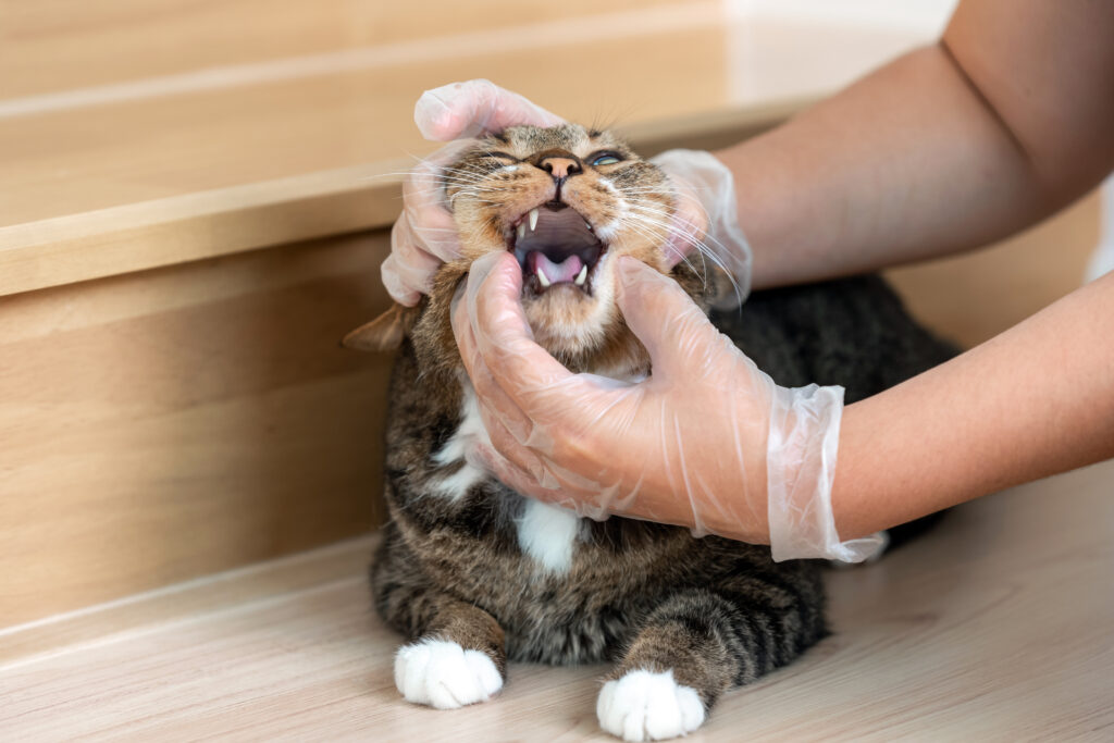 Katze mit geöffnetem Maul und sichtbarem Zahnfleisch als Hinweis auf Blutung, Zahnschmerzen oder entzündetes Zahnfleisch.