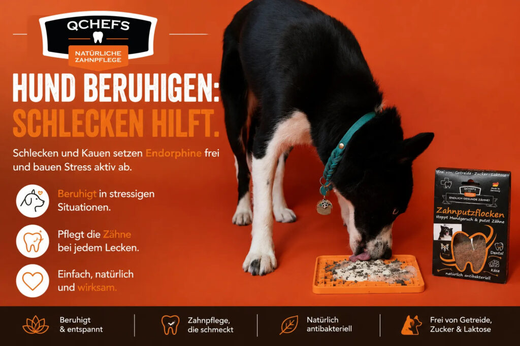 Schwarz-weißer Hund schleckt QCHEFS Zahnputzflocken von einer orangefarbenen Schleckmatte