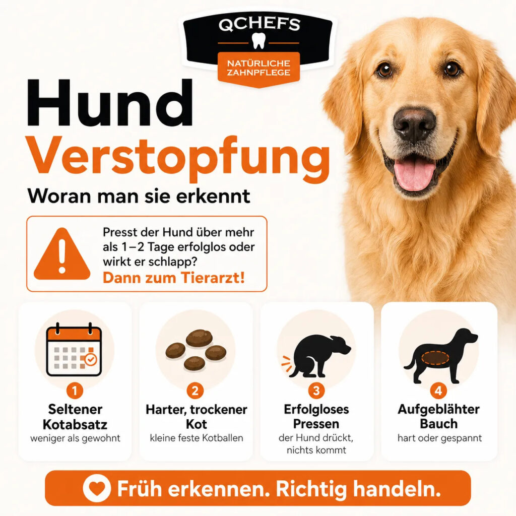 Anzeichen einer Verstopfung beim Hund: harter Kot, seltene Ausscheidung, erfolgloses Pressen und aufgeblähter Bauch