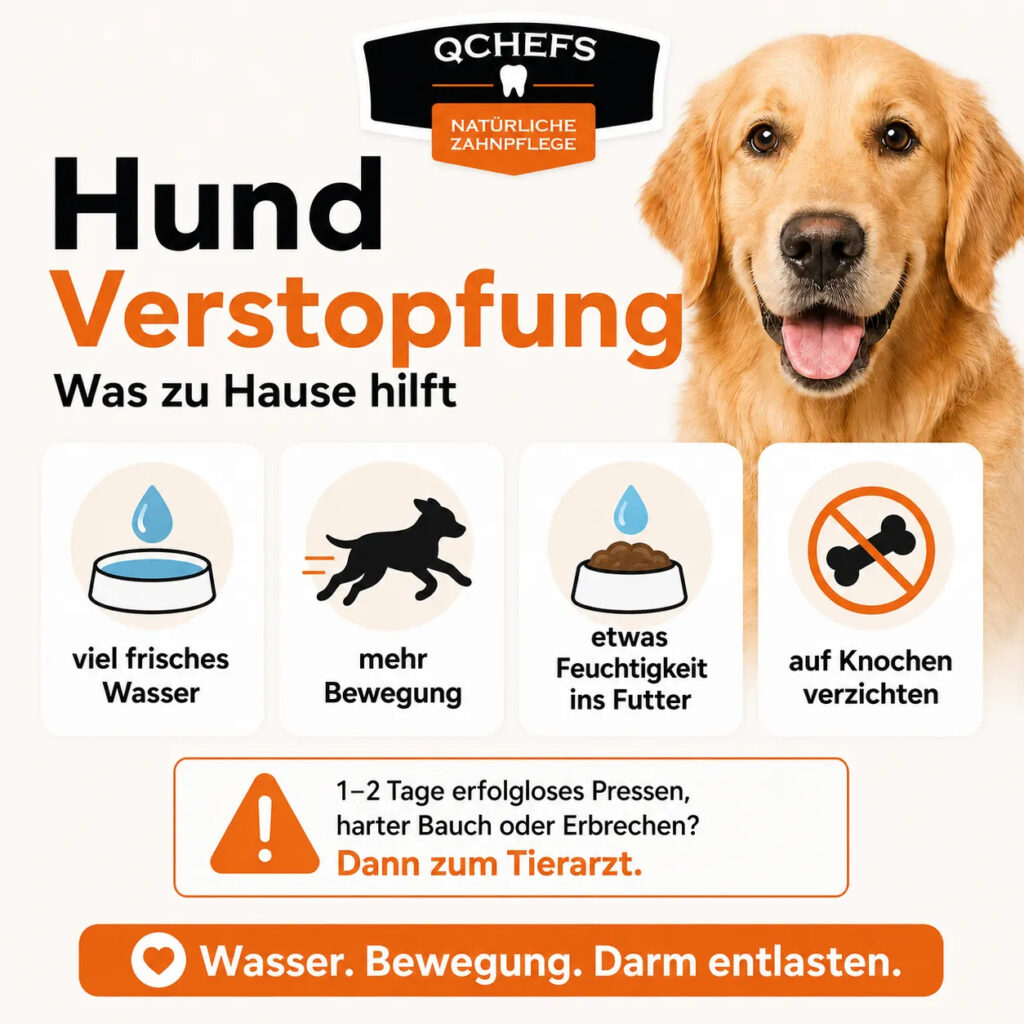 Welche Hausmittel helfen bei leichter Verstopfung beim Hund