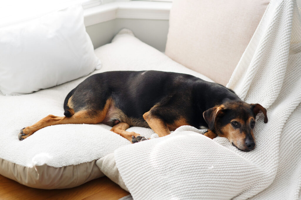 Älterer Hund liegt erschöpft auf dem Sofa – mögliches Symptom bei Cushing