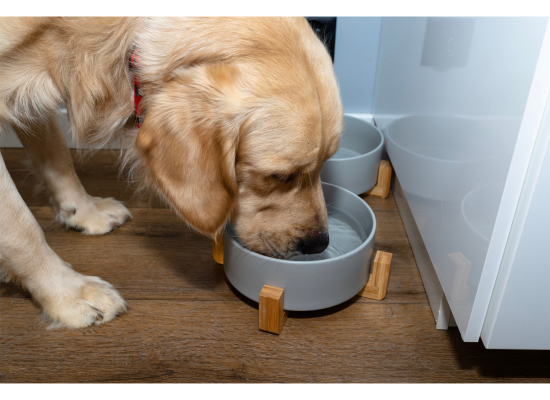 Hund trinkt viel Wasser – mögliches Anzeichen für Diabetes