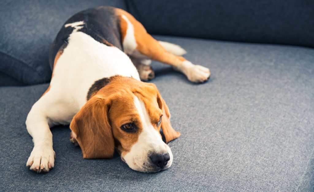 Hund apathisch und schlapp liegt teilnahmslos auf dem Sofa