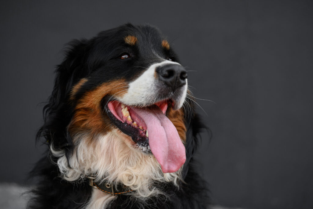Hund hechelt viel mit geöffnetem Mund und herausgestreckter Zunge