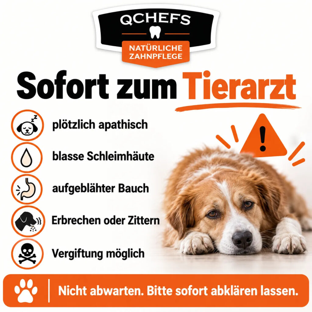 Warnzeichen bei Apathie beim Hund: blasse Schleimhäute, aufgeblähter Bauch, Erbrechen, Zittern und Vergiftung