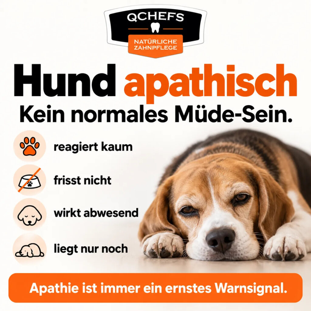 Apathischer Hund reagiert kaum, frisst nicht und wirkt teilnahmslos