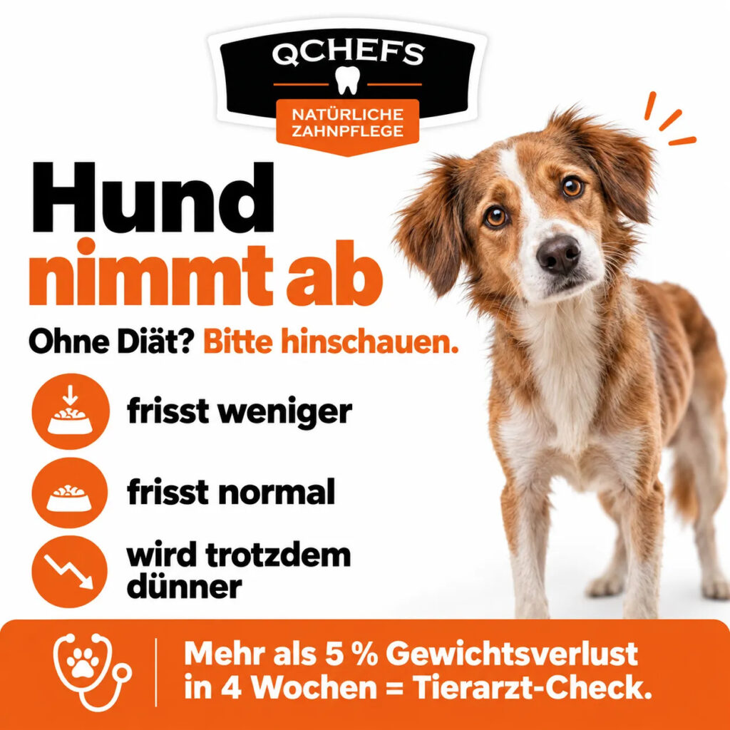 Hund nimmt ab ohne Diät: Warnzeichen bei ungewolltem Gewichtsverlust